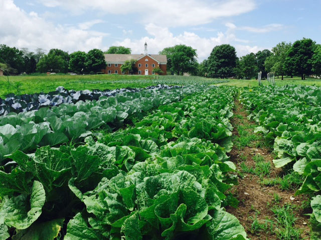 Rows of green lettuces and vegetable at Seminary Hill Farm at Methodist Theological School in Columbus, Ohio. Photo by Reasa Currier. Rows of green lettuces and vegetable at Seminary Hill Farm at Methodist Theological School in Columbus, Ohio. Photo by Reasa Currier.