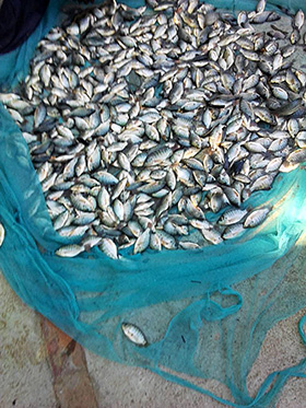 Students at Nyadire Primary School in Zimbabwe started with 1,000 fingerlings, or juvenile fish, and expect to have 4,000 by May, said agriculture teacher Tirivangani Mabvute. Photo by Chenayi Kumuterera. 