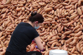 Volunteer Elyssa Bollinger packages gleaned sweet potatoes for distribution to local
residents and for delivery to shut-ins during a socially distanced Society of St. Andrew “potato drop” at First
United Methodist Church in Mt. Olive, N.C., where Bollinger is a member. Most of the loose potatoes were placed
into pick-up trucks bound for feeding agencies and church food pantries. Photo by Michael Binger, Society of St.
Andrew.