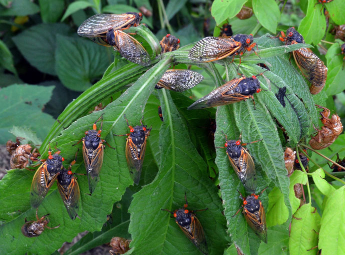 By the billions, Brood X cicadas have emerged in recent weeks in 15 states and the District of Columbia, disrupting various actives including outdoor worship services. Photo courtesy of Professor Gene Kritsky, Mount St. Joseph University.