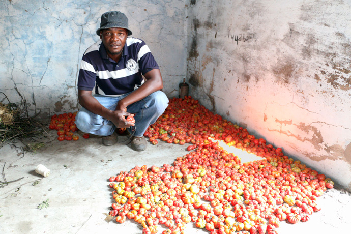 Kutela Katembo supervisiona o programa agrícola da Missão de Quéssua na Conferência de Leste de Angola. Missionário dos Ministérios Globais com um diploma em agricultura pela África University, ele foi comissionado pela Conferência Anual de Yellowstone em 2015 e continua sendo apoiado pela Conferencia de Mountain Sky. Foto de arquivo do Rev. Armando Rodriguez.