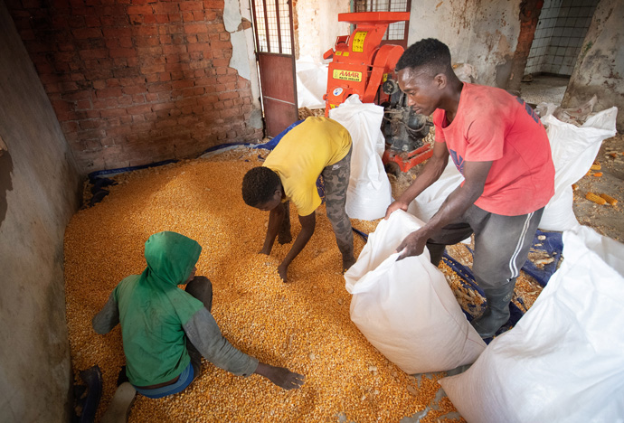 Os trabalhadores enchem um saco com milho seco na fazenda da Missão Metodista Unida em Quéssua, perto de Malanje, Angola. Da esquerda estão: Antônio Francisco, Miguel Zuá e João Dange. Foto de Mike Dubose, Notícias da MU.