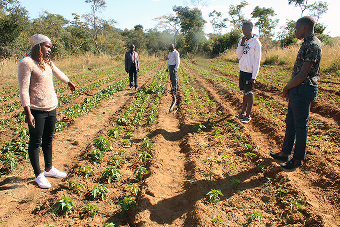 Stella Samanga (à gauche), agronome à la Mission de Hanwa, conseille Tafadzwa Chingosho (à droite) sur la meilleure façon de protéger sa culture de poivrons contre les ravageurs et les maladies à Hanwa, au Zimbabwe. Un agronome est un expert en gestion des sols et en production agricole. À l'arrière-plan, de gauche à droite : le pasteur Gladman Kundhlande, du circuit sud-est de Murehwa de l'Église méthodiste unie ; Julius Chingosho, le père de Tafadzwa ; et son ami Emmanuel Rukure. Photo : Kudzai Chingwe, UM News.
